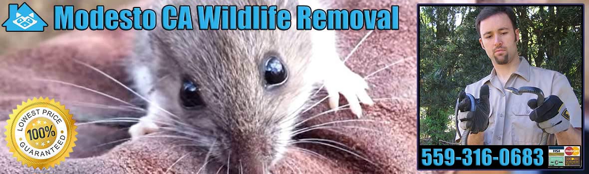 Modesto Wildlife and Animal Removal